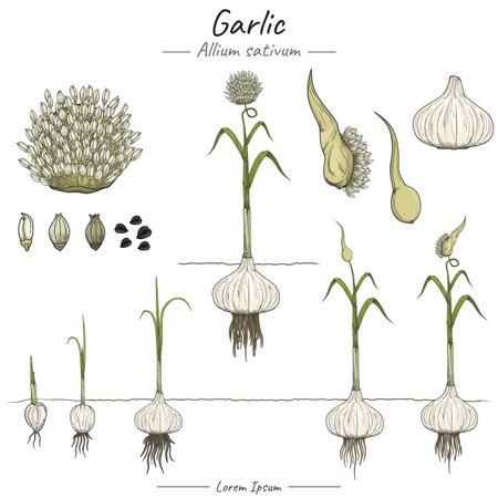 Garlic plant Package. set of growing Garlic tree illustration from seed to be Garlic tree in vector. Can be used for topics like biology or education poster.のイラスト素材