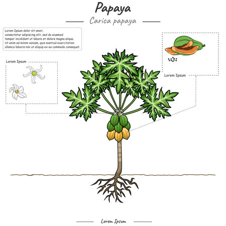 Parts of papaya plant or tree template. papaya Tree structure diagram. papaya Tree education and parts. Fruit education study.のイラスト素材