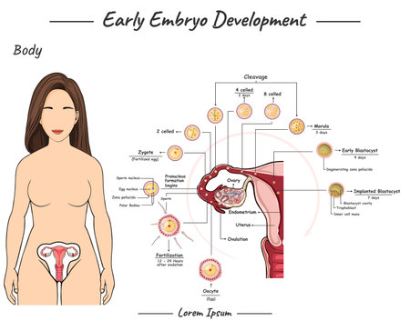 Illustration of Early Embryo development. information about the development process of the female Early Embryo. Human anatomy biology.のイラスト素材
