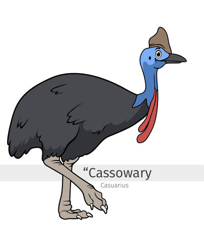 Cassowary Cartoon. Cassowary bird Cartoon illustration. wildlife animal isolated. Animal illustration collection. Cassowary Cartoon characterのイラスト素材