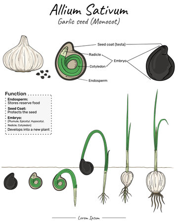 Garlic allium sativum monocotyledon structure, function and development. Diagram showing all stages of a garlic plant. Vector illustration.のイラスト素材