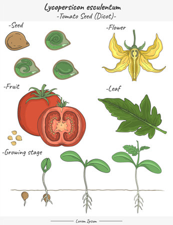 Solanum lycopersicum - Tomato illustrations set. Fruit education study. Can be used for topics like biology or education poster.のイラスト素材