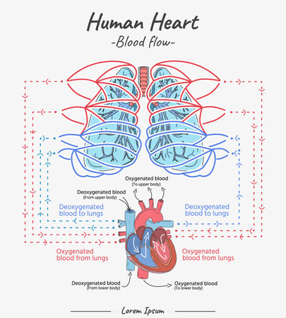 Human Heart - Blood flow vector illustration. Hand drawn illustration of human heart anatomy. Educational diagram showing blood flow with main parts labeled.のイラスト素材