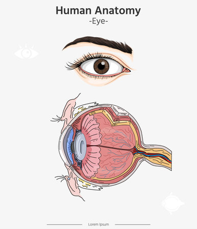 Human anatomy - Eye Anatomy vector illustrations. Human Eye. The heart with the venous system. Anatomy. Flat vector illustration.のイラスト素材