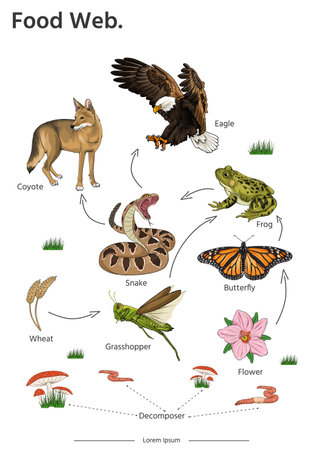 Food Web animal illustration vector. Education poster of biology for food webs diagram illustration.のイラスト素材