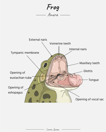 Frog Anatomy head and mouth illustration with text for educational content, teaching, presentation.のイラスト素材