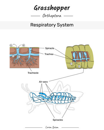 Grasshopper Anatomy Respiratory system illustration with text for educational content, teaching, presentationのイラスト素材
