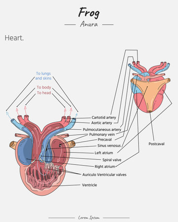 Anatomy of frog heart illustration with text for biology science educationのイラスト素材