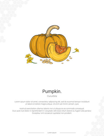 Pumpkin - Cucurbita illustration wall decor ideas or poster. Hand drawn Pumpkin isolated on white backgroundのイラスト素材