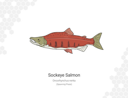 Sockeye Salmon - Oncorhynchus nerka illustration wall decor ideas. Hand drawn Fish isolated on white backgroundのイラスト素材