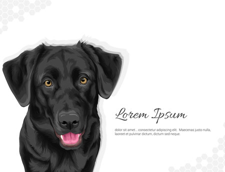 Vector Labrador wall decor ideas. realistic drawing animal. Hand drawn dog isolated on white backgroundのイラスト素材