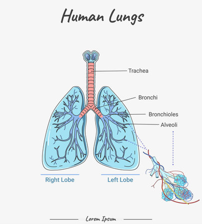 Lungs Diagram in human organ illustration with text. information about parts of the human Lungs. Human anatomy biology.のイラスト素材