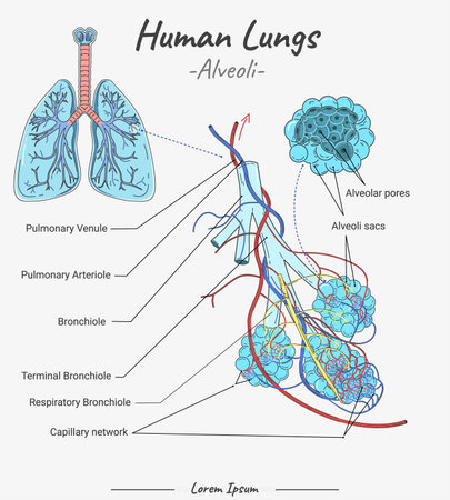 Alveoli Diagram in human lungs illustration with text. information about parts of the human Lungs. Human anatomy biology..のイラスト素材