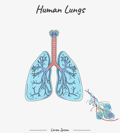 Lungs Diagram in human organ illustration. information about parts of the human Lungs. Human anatomy biology.のイラスト素材
