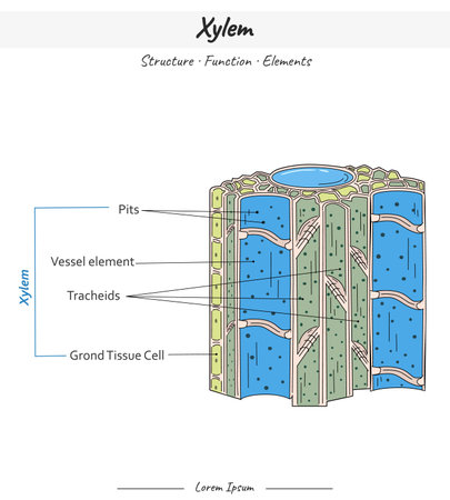 Xylem Structures and Elements illustration. Labeled water, nutrient and mineral transportation scheme.  for scientific illustrations, educational materials.のイラスト素材