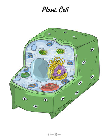 Plant Cell illustration. for scientific illustrations, educational materials, botanical articles.のイラスト素材