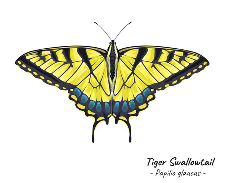 Detailed illustration of a Tiger Swallowtail Butterfly (Papilio glaucus), a large and striking butterfly with yellow and black markingsのイラスト素材