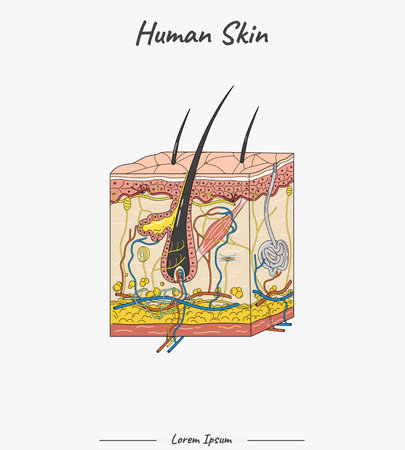 Human skin anatomy. Vector illustration of human skin. Anatomical structure.のイラスト素材
