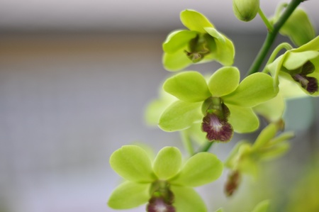 orchidの写真素材