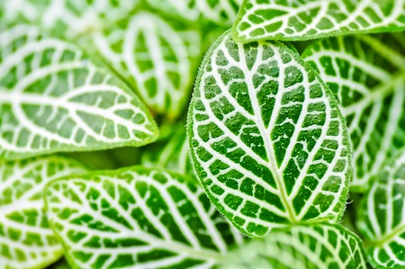 Pattern leafs in the gardenの写真素材