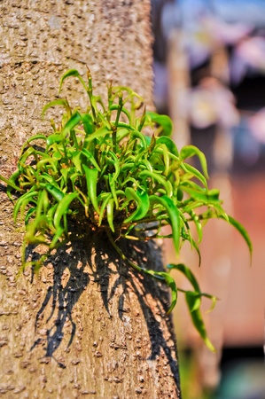 a growth leafs of plants in rainy seasonの写真素材