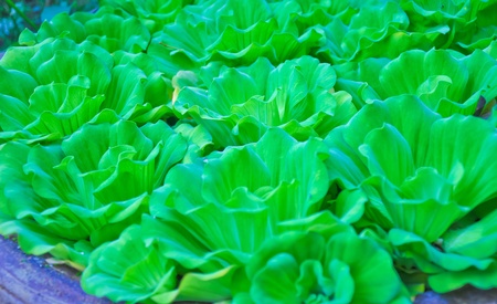 a curl plants or hydrophyte , aquatic plantの写真素材