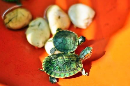 a small turtle with orange backgroundの写真素材
