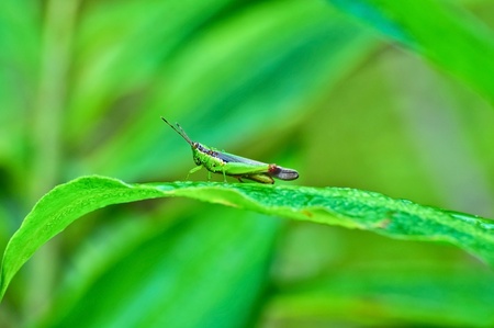 small  grasshopper on the plantの写真素材