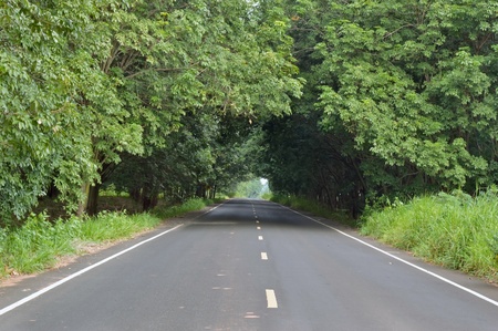 rubber trees cover the road  in thailand,natural tunnel,industrial crop 