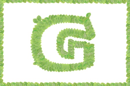 pattern of  leaves letters on white background