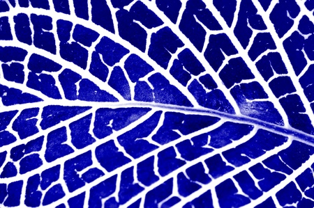 colorful leaf photograph,mesh pattern on leaf,natural backgroundの写真素材