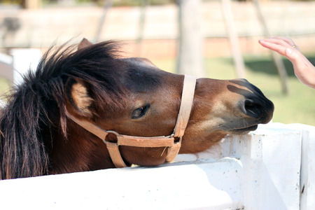 Horse.Horse head close up.の写真素材