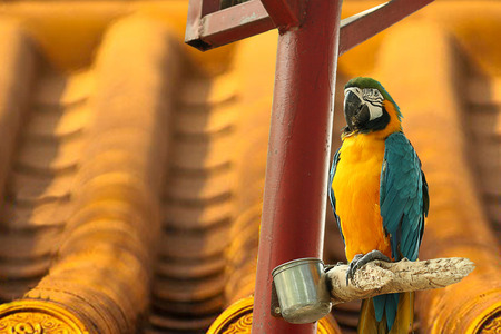 Parrot