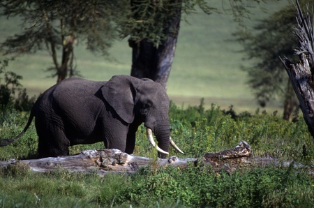 Adult elephant on the plain wiht trees.の写真素材