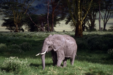 Adult elephant on the plain standing on the grass.の写真素材