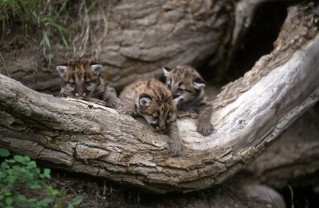 Mountain Lion cubs exploring around their den.の写真素材