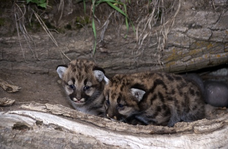 Mountain lion cub playing and having fun.の写真素材
