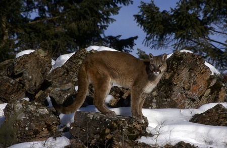 Adult Mountain Lion standing in profile with snow.の写真素材