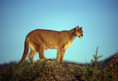 Adult mountain lion perched on a ridge alone.