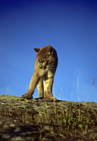 Adult mountain lion perched on a ridge.の写真素材