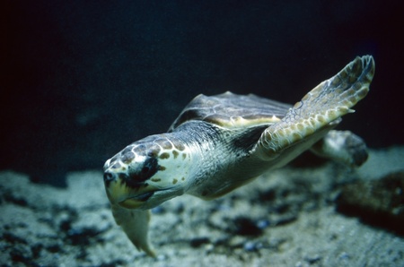 Underwater shot of a Loggerhead turtle swimming.の写真素材