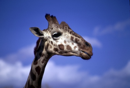 Close-up profile of an adult giraffe against blue sky.の写真素材