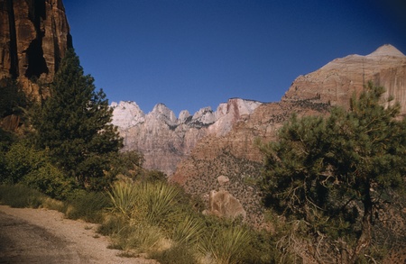 Trees on a mountain, Zion National Park, Utah, USAの写真素材