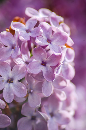 Closeup view of purple lilac flowers in bloomの写真素材