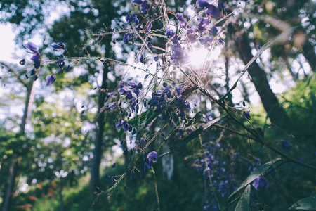 Forest Flowerの写真素材