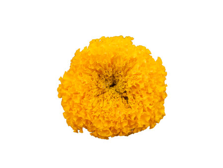 Marigold,yellow flower,marigold tree,orange marigold,flowers,marigold petals.の写真素材