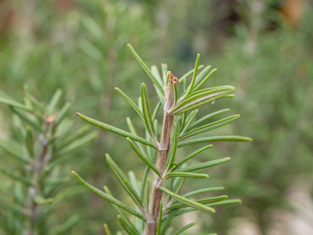Fresh Rosemary Herb grow outdoor. Rosemary leaves Close-up.の写真素材