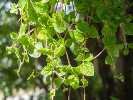 green leaf with green blur background.の写真素材