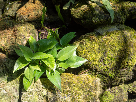 Young tree plant growing through the cracked concrete floor.の写真素材