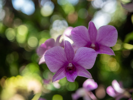 Orchid flowers on a tree in the garden .の写真素材